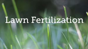 lawn fertilization lawn care service for connecticut