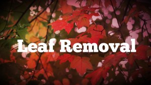 Leaf Removal Connecticut