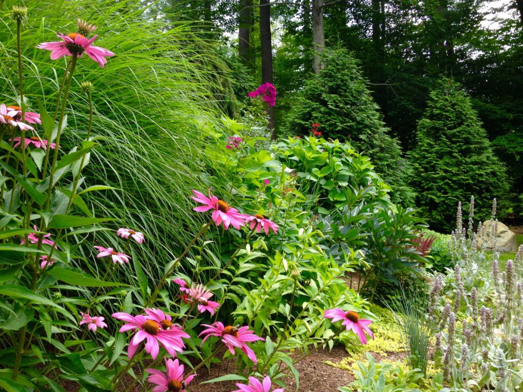 Echinacea lobenfeld