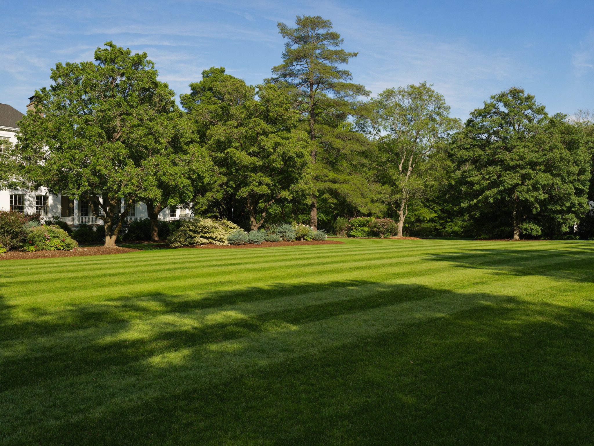 Striped lawn with mature trees