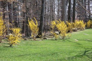 Forsythia - Harbinger of Spring