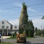 A15' Hinoki Cherry says, "We belong here!"