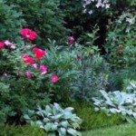 cropped-Fairfield_Front-Garden-in-Bloom.jpg