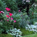 cropped-Fairfield_Front-Garden-in-Bloom.jpg