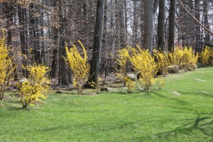 Forsythia v2 IMG_8365