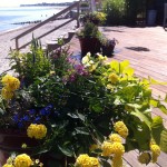 Flower pots by the beach