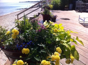 Flower pots by the beach