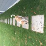 Maggie testing out the new bluestone walkway