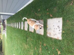 Maggie testing out the new bluestone walkway