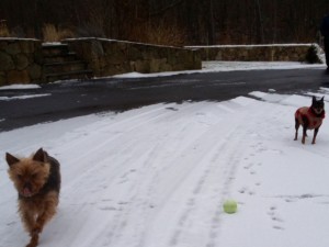 Will n Lacey playing in the snow