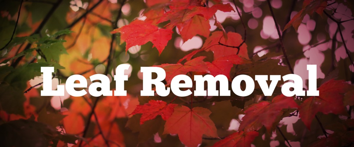 Leaf Removal Service