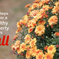 7 Fall Cleanup Steps For a Healthier Lawn and Property this Fall