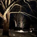 Accent Trees